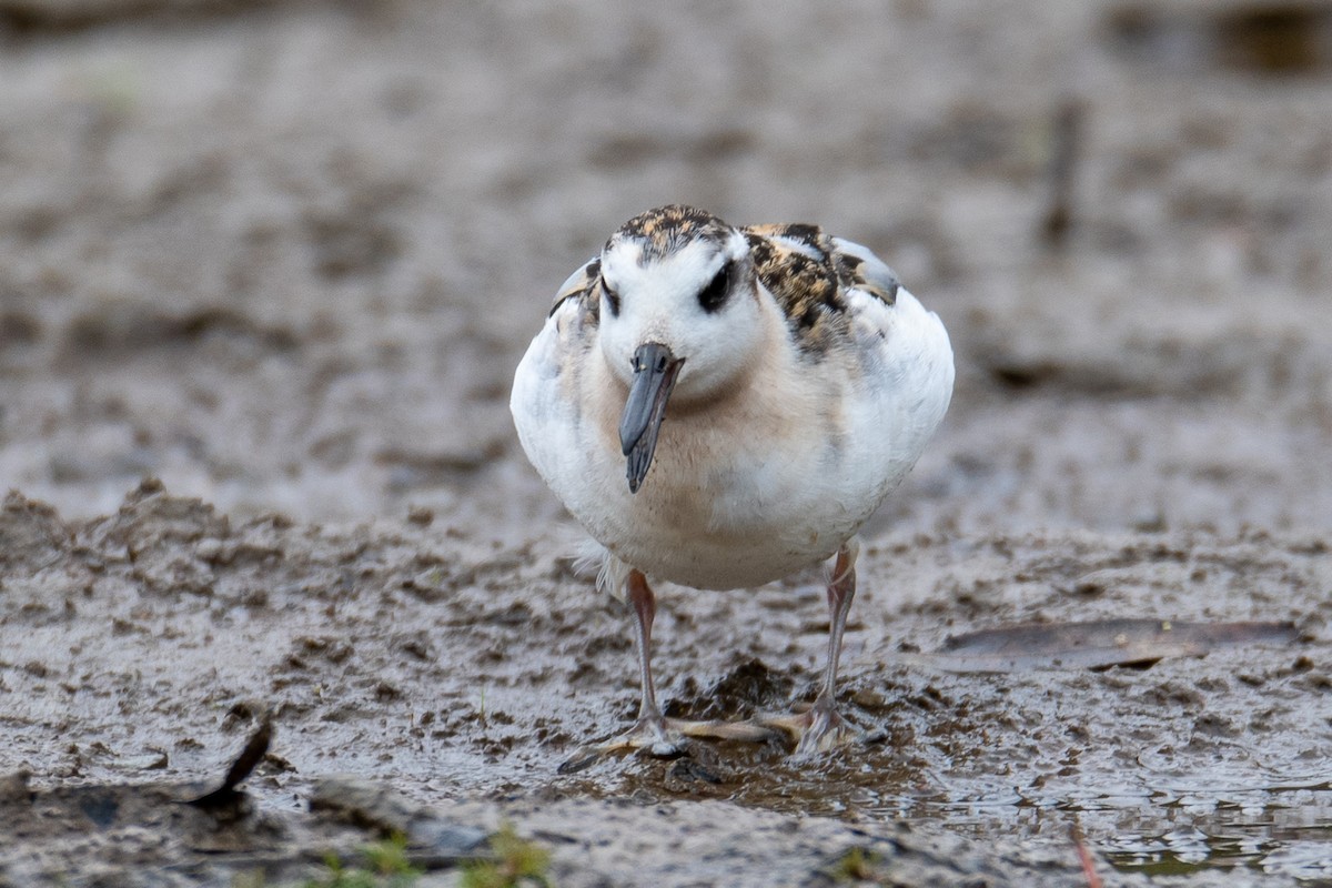 Red Phalarope - ML641531260
