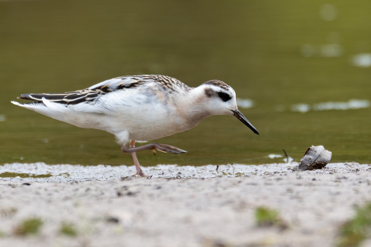 Red Phalarope - ML641531261