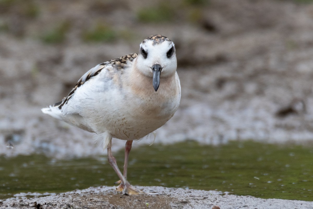 Red Phalarope - ML641531262