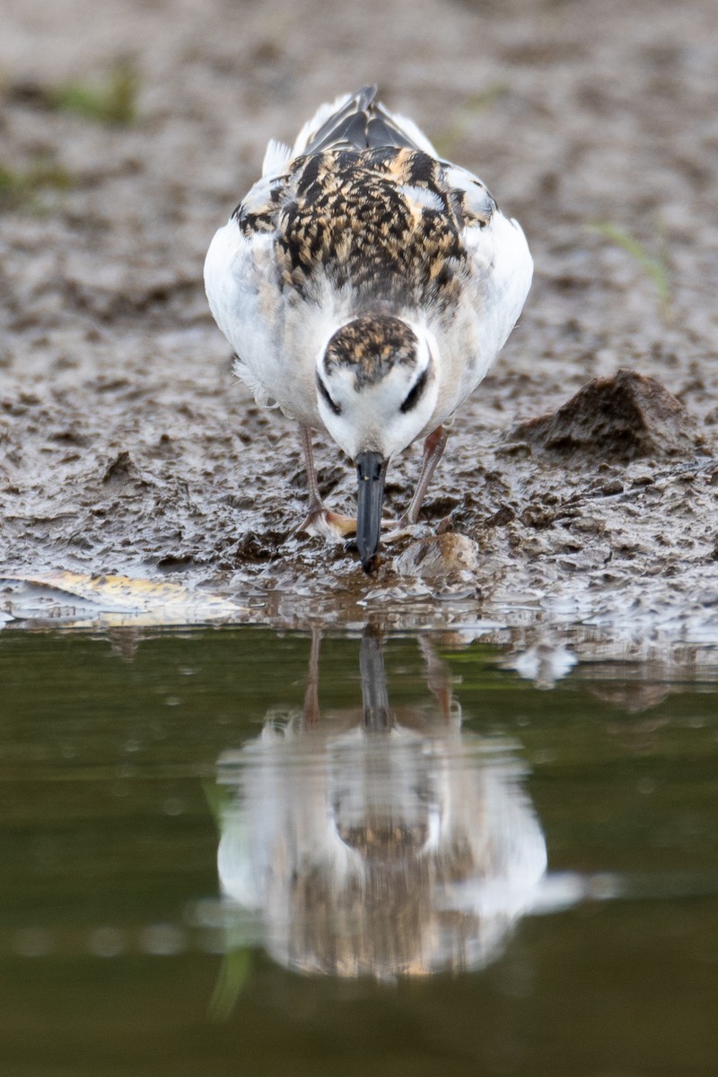 Red Phalarope - ML641531263