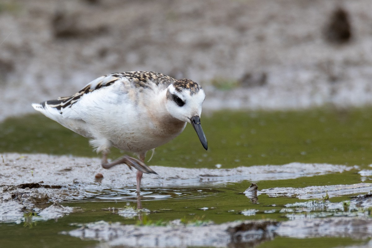 Red Phalarope - ML641531264
