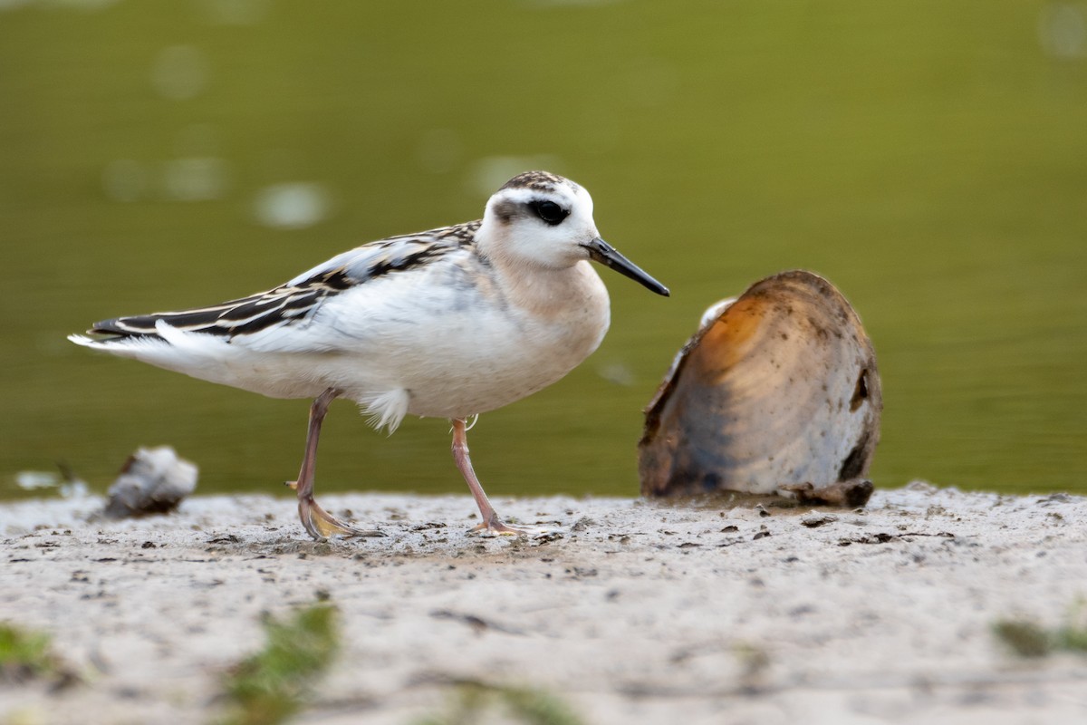 Red Phalarope - ML641531266