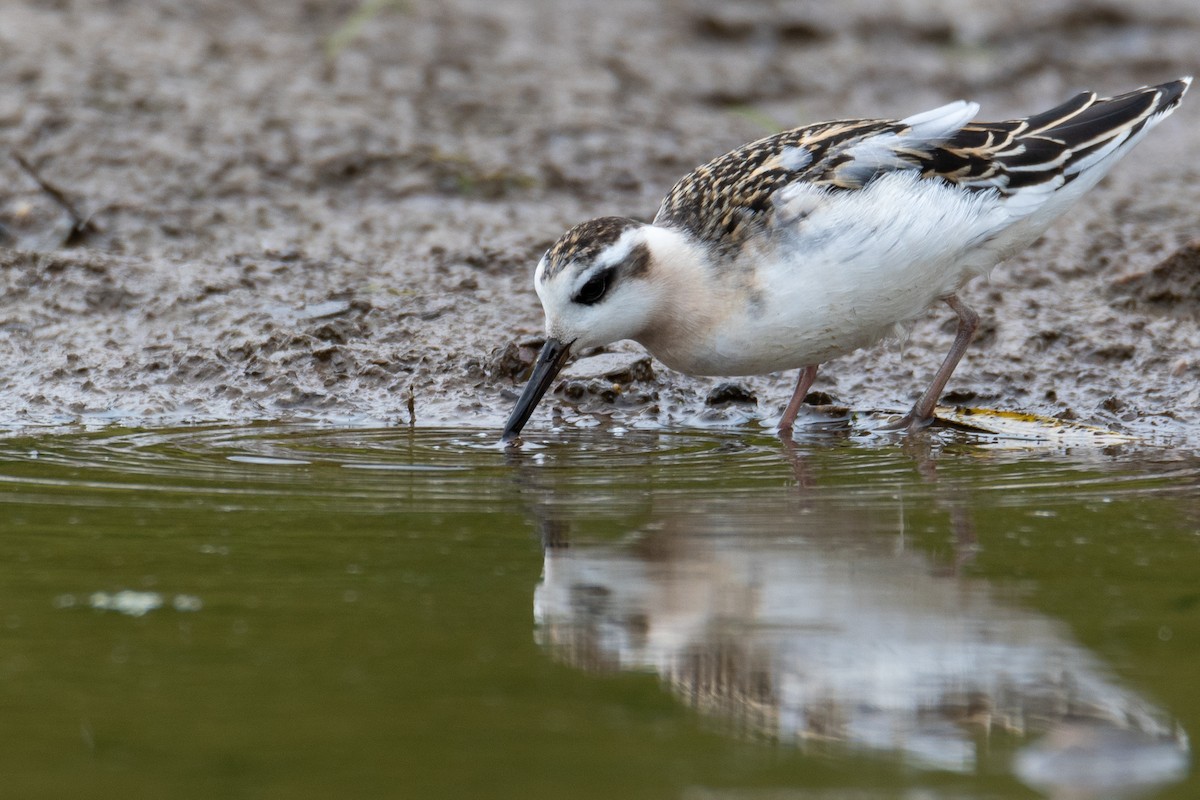 Red Phalarope - ML641531267