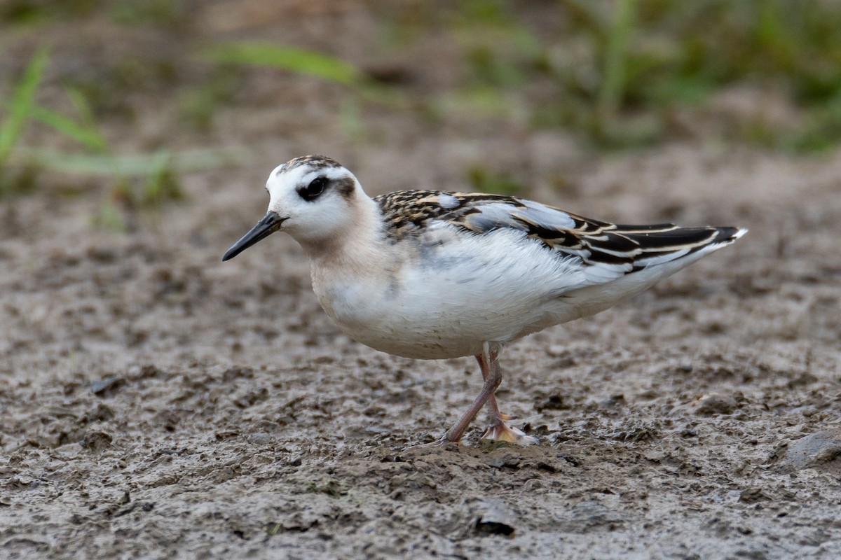Red Phalarope - ML641531268