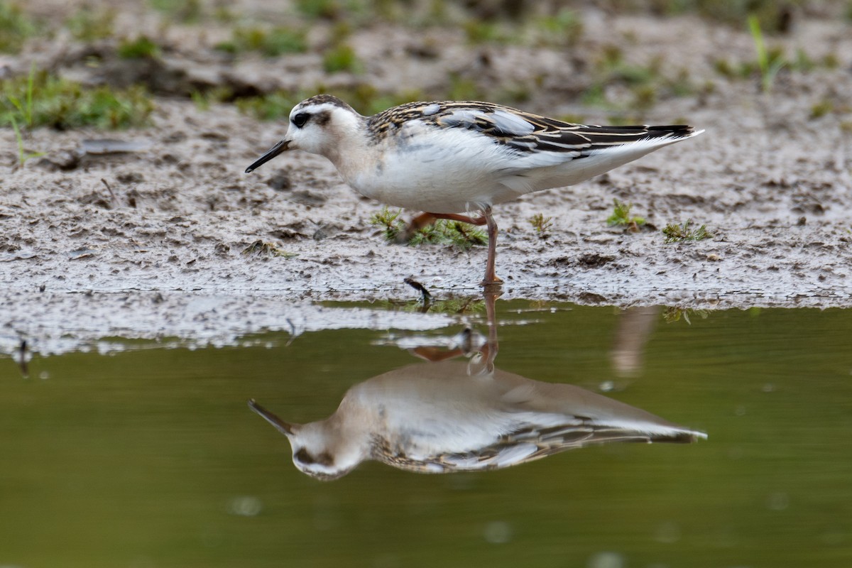 Red Phalarope - ML641531269