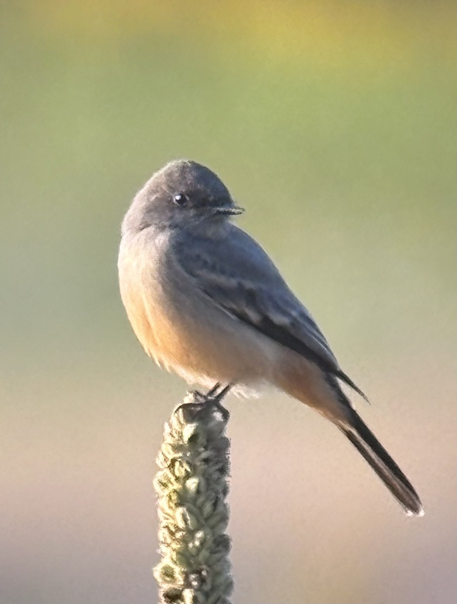 Say's Phoebe - ML641531281