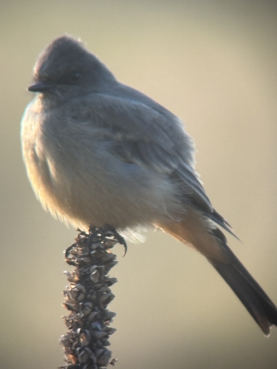 Say's Phoebe - ML641531282