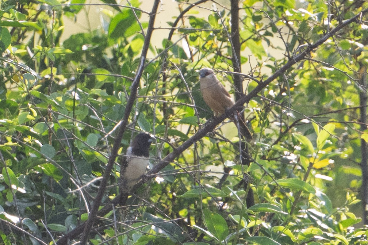 Crimson-rumped Waxbill - ML641531289