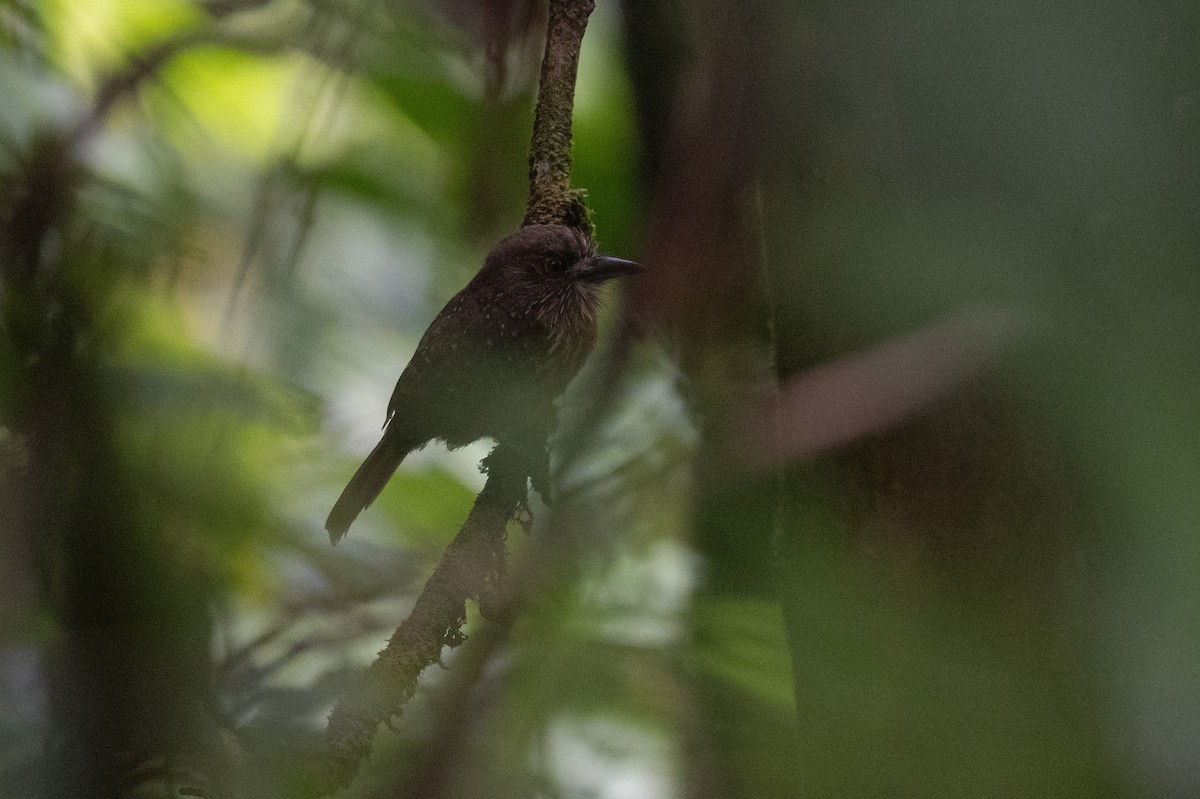 White-whiskered Puffbird - ML641531290