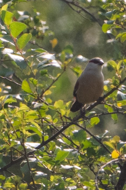 Crimson-rumped Waxbill - ML641531295