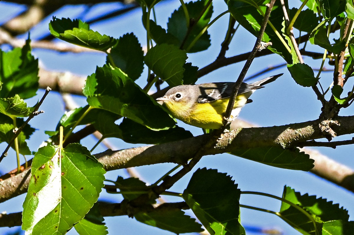 Paruline à tête cendrée - ML641531303