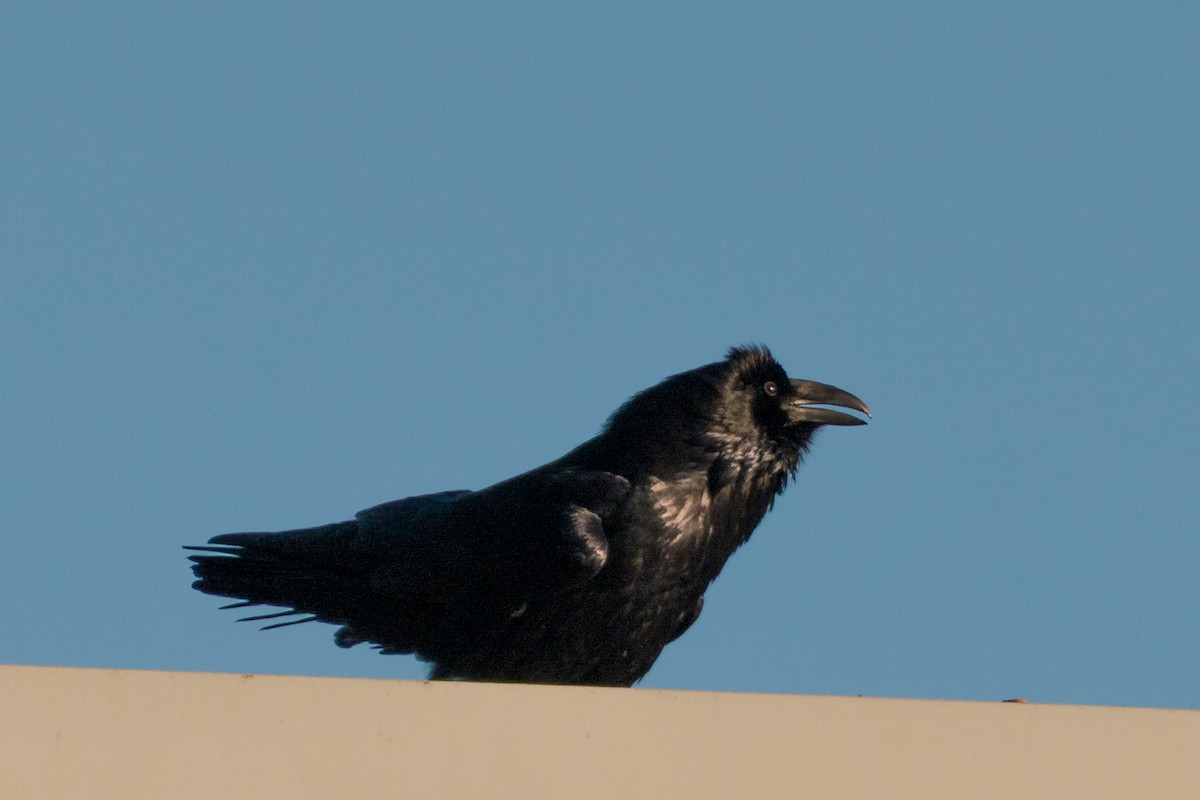 Common Raven - ML641531309