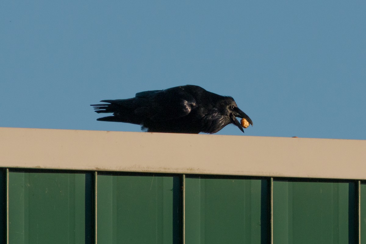 Common Raven - ML641531310