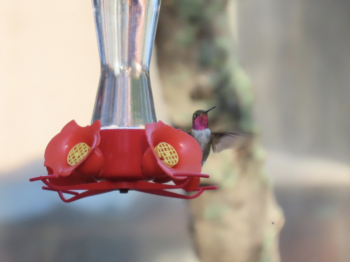 Broad-tailed Hummingbird - ML641531313