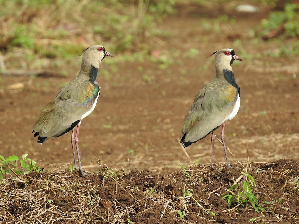 Southern Lapwing - ML641531345