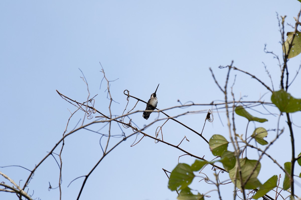 Long-billed Starthroat - ML641531346