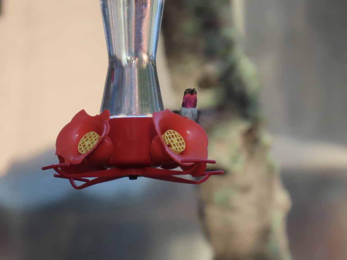 Broad-tailed Hummingbird - ML641531387