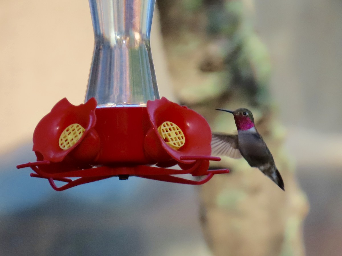 Broad-tailed Hummingbird - ML641531407