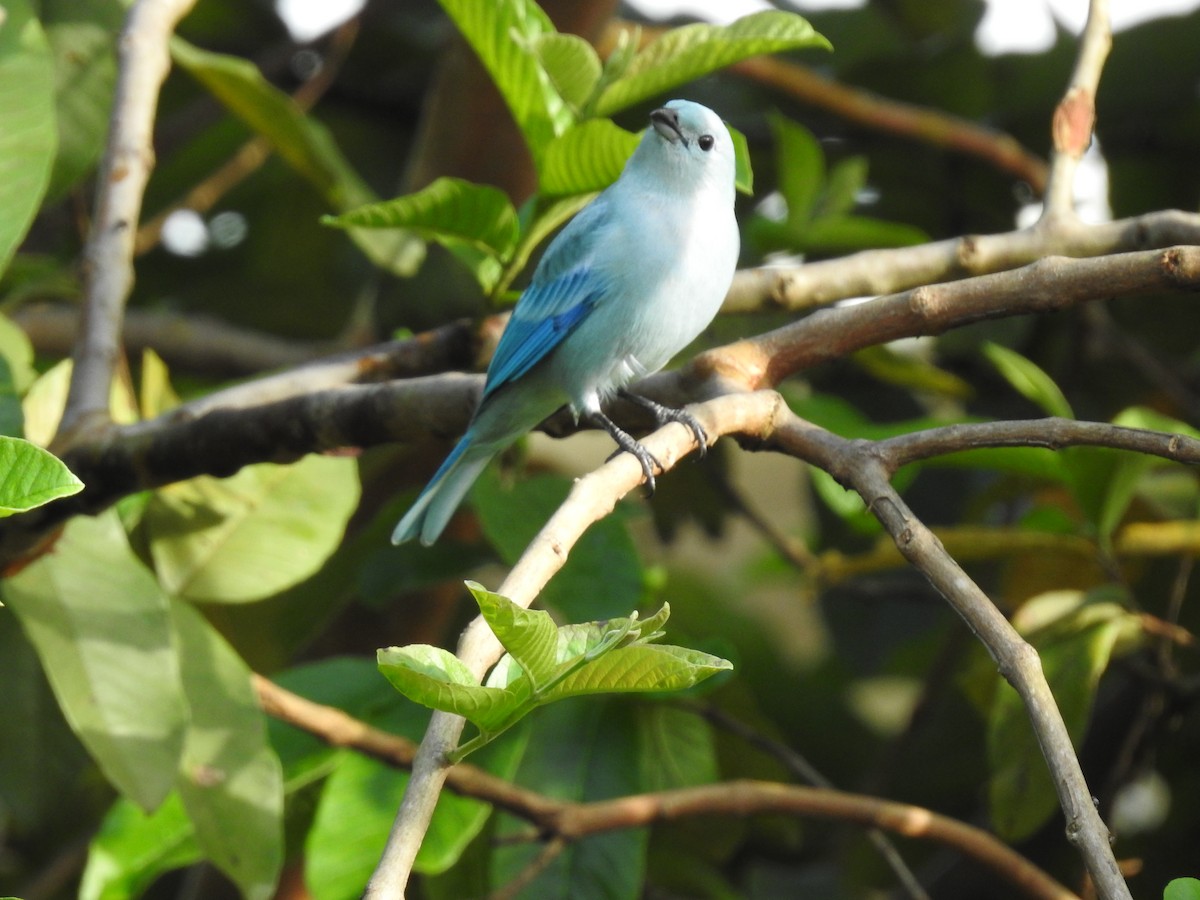 Blue-gray Tanager - ML641531413