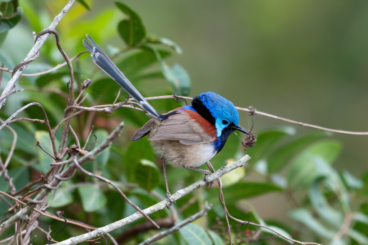 Variegated Fairywren - ML641531415