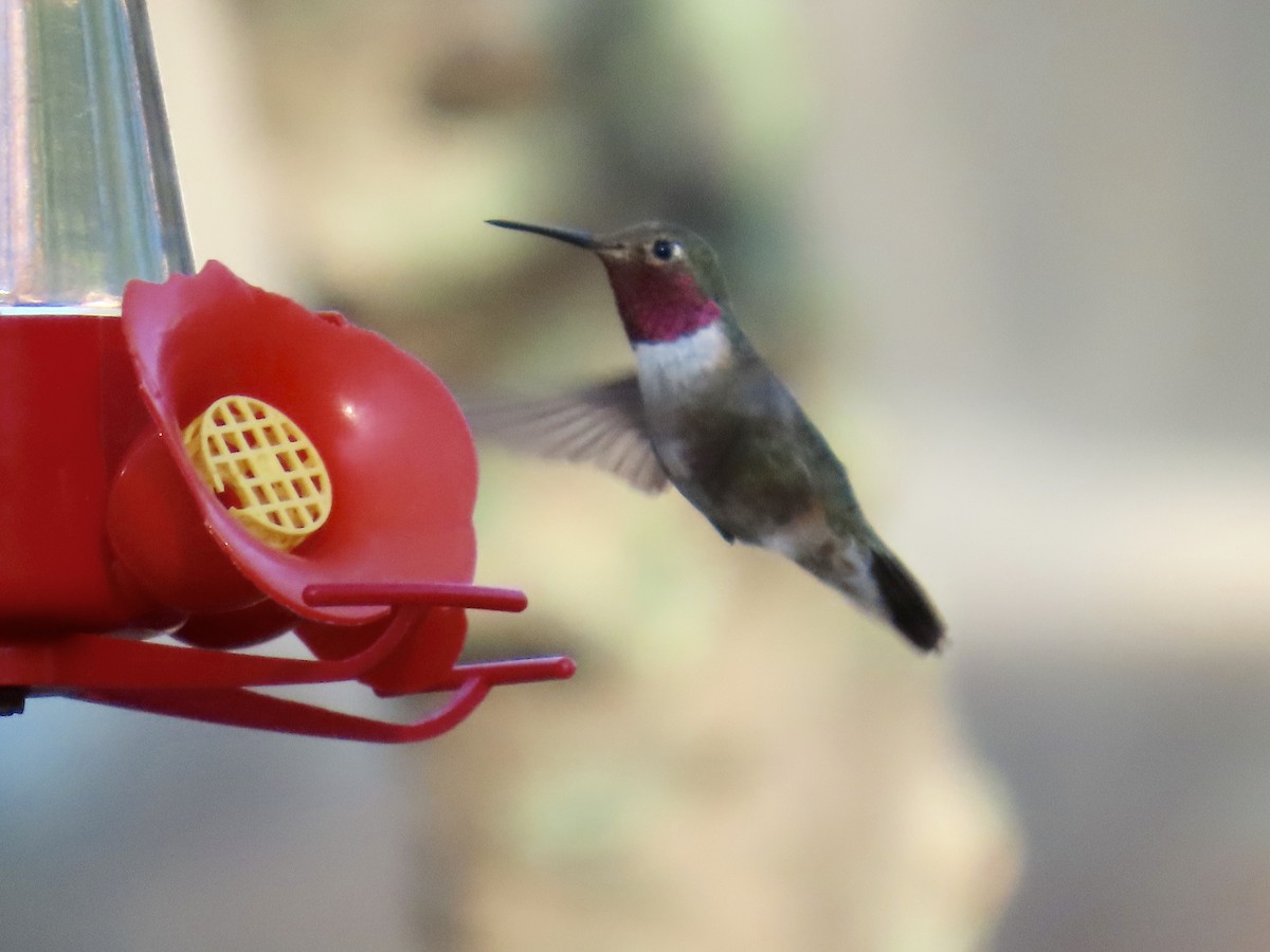 Broad-tailed Hummingbird - ML641531425