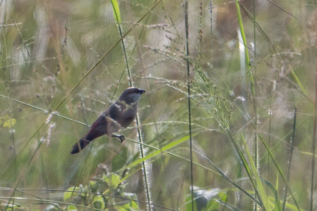 Crimson-rumped Waxbill - ML641531432