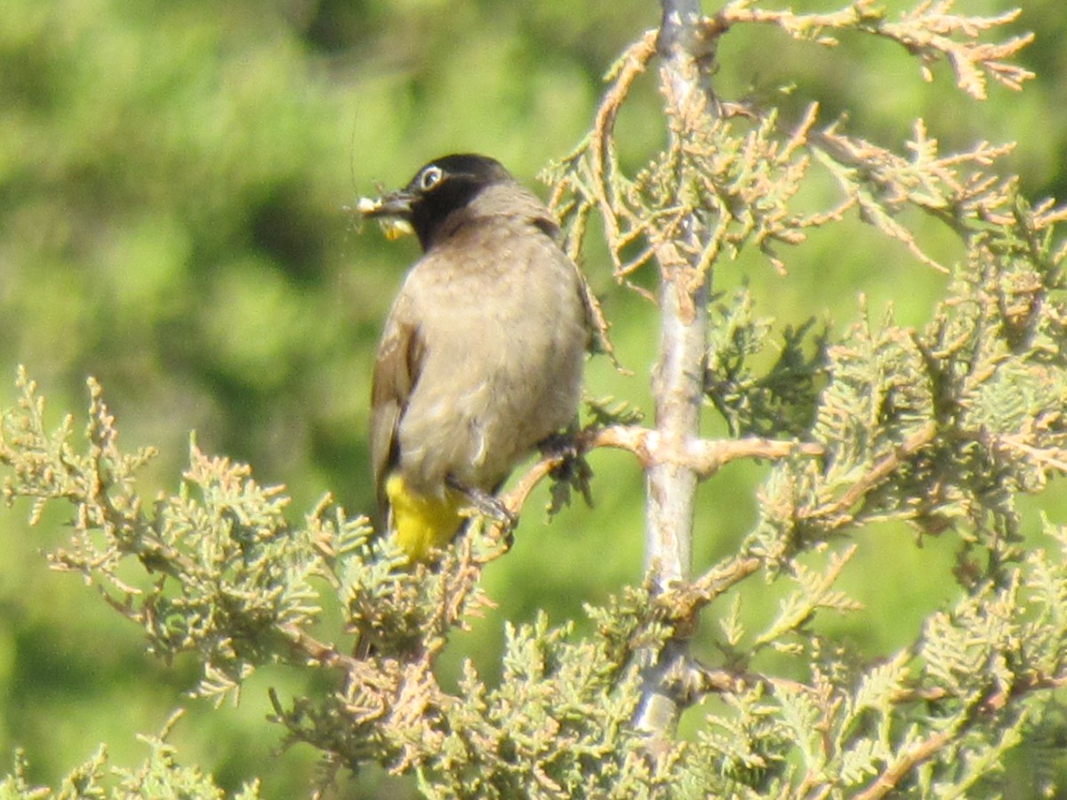 White-spectacled Bulbul - ML641531434