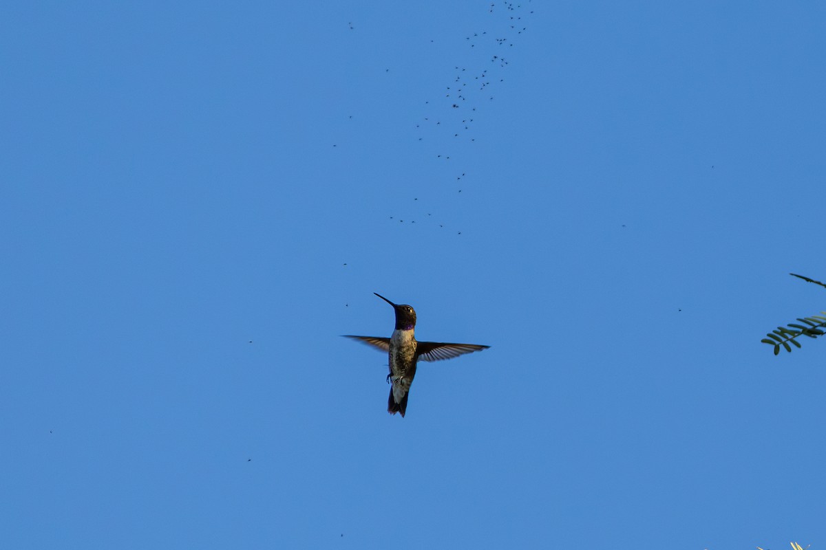 Black-chinned Hummingbird - ML641531437