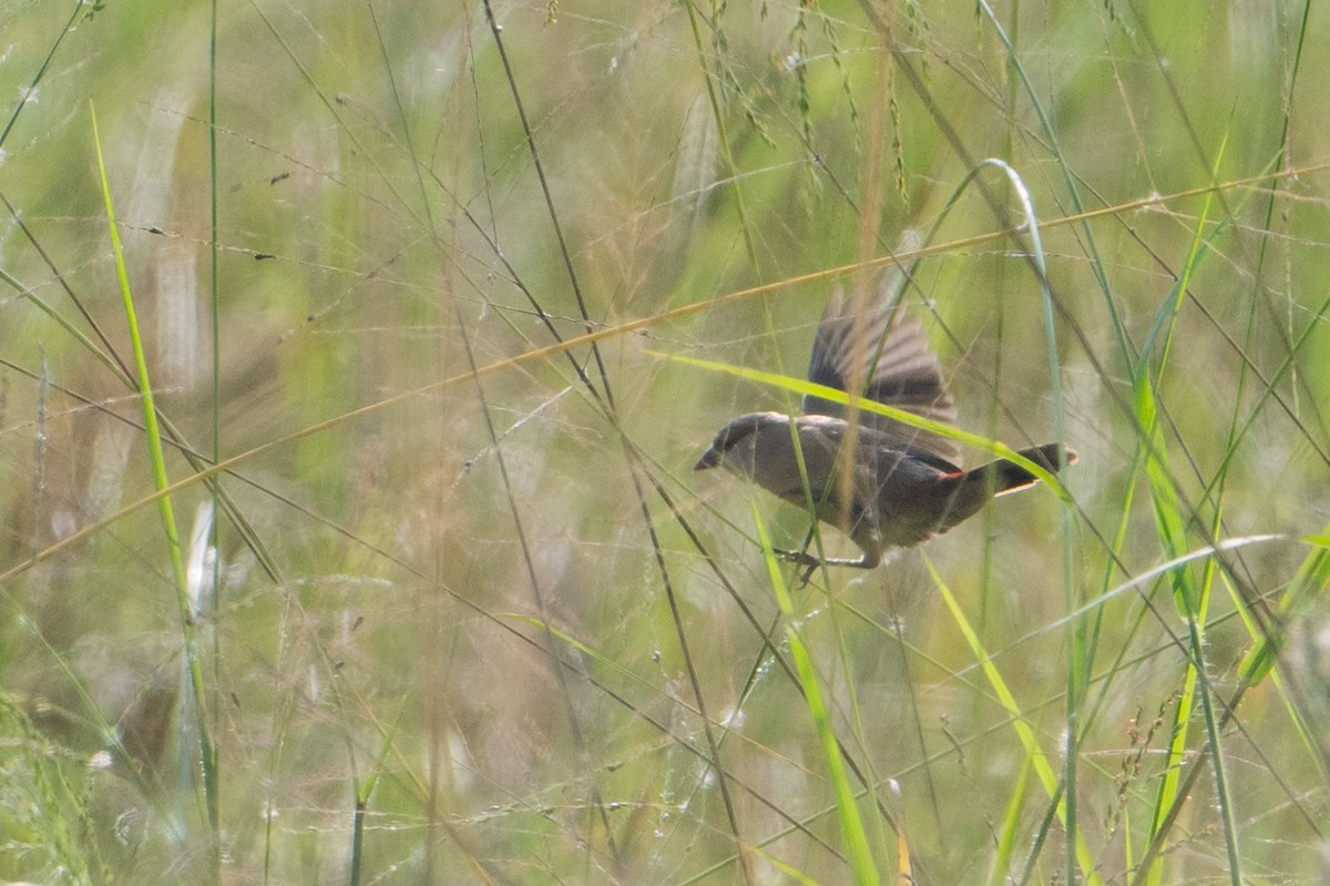 Crimson-rumped Waxbill - ML641531439