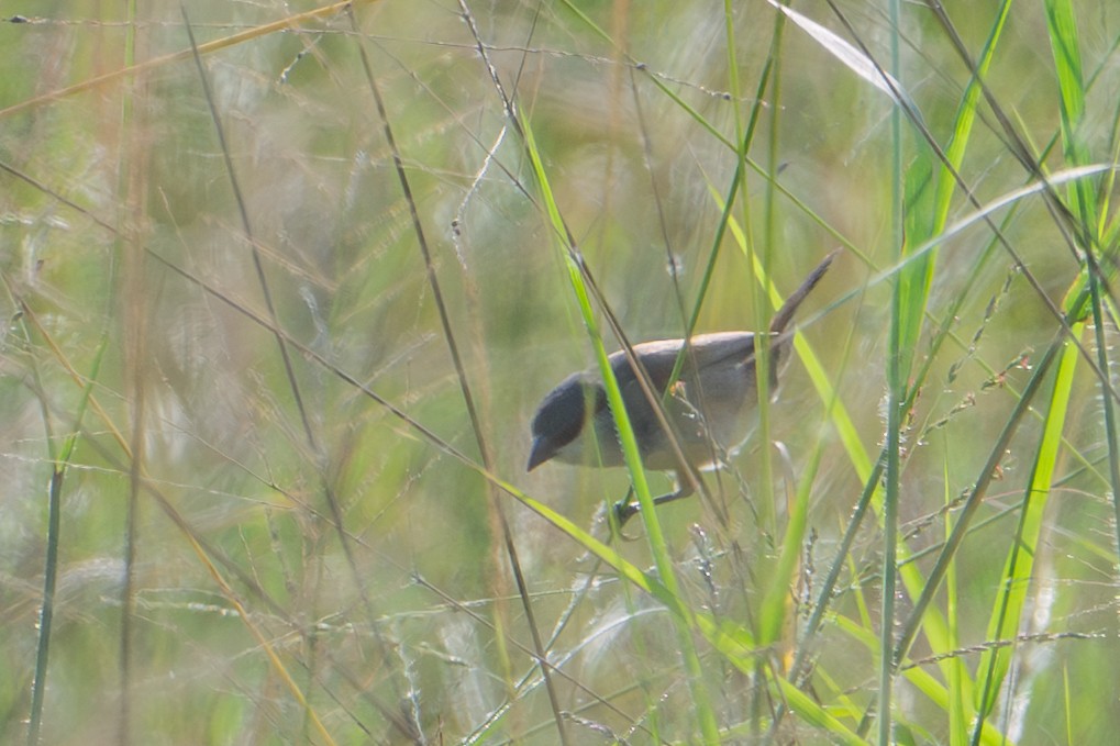 Crimson-rumped Waxbill - ML641531443