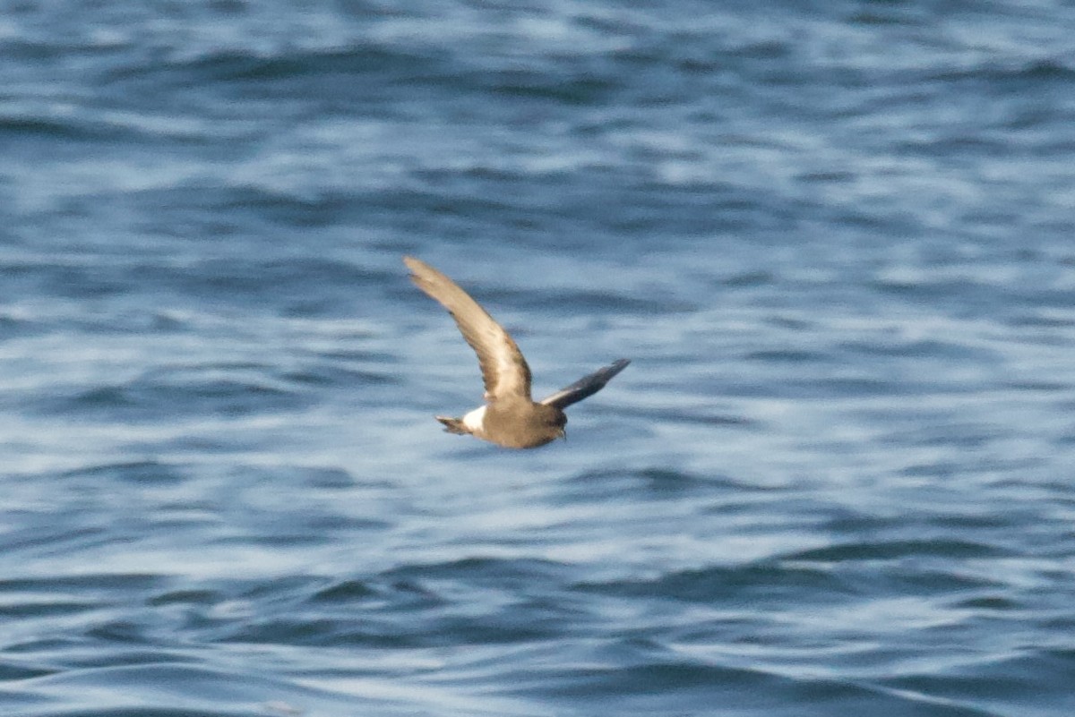 Wilson's Storm-Petrel - ML641531449