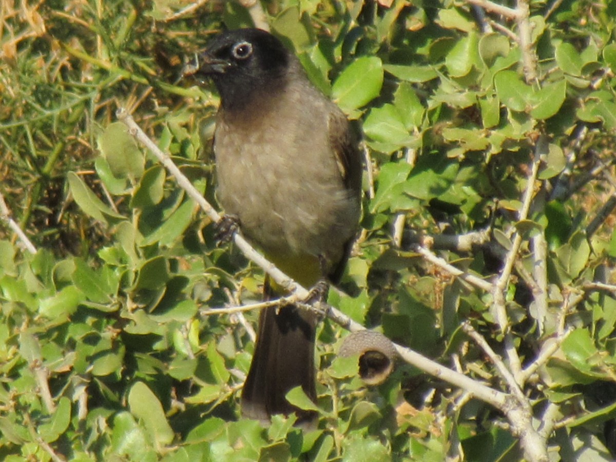 White-spectacled Bulbul - ML641531464