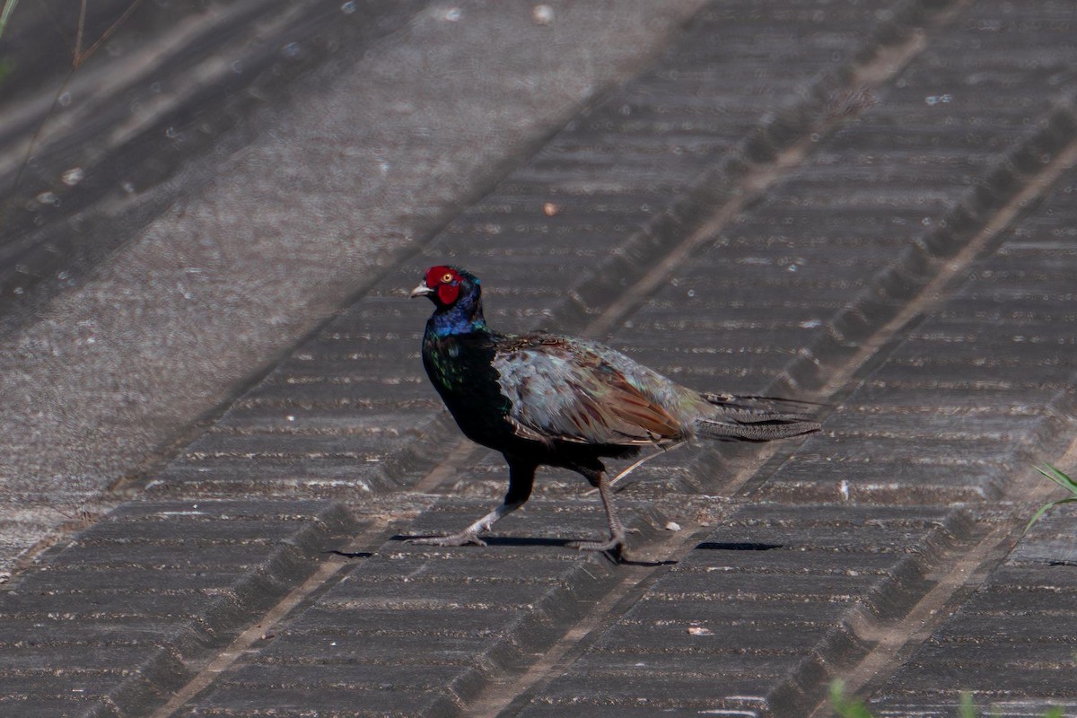 Green Pheasant - ML641531472