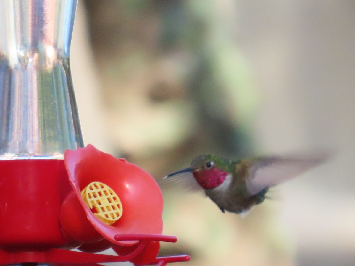 Broad-tailed Hummingbird - ML641531485
