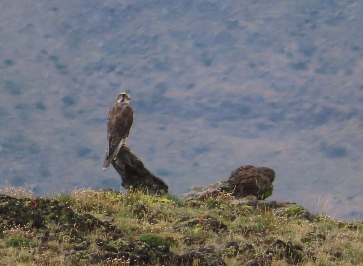 Prairie Falcon - ML641531508