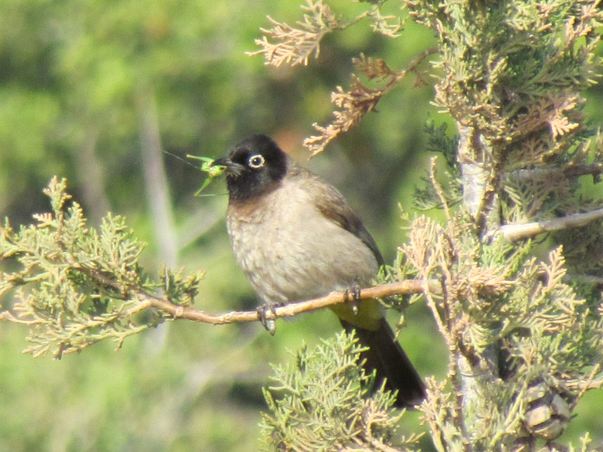 White-spectacled Bulbul - ML641531534