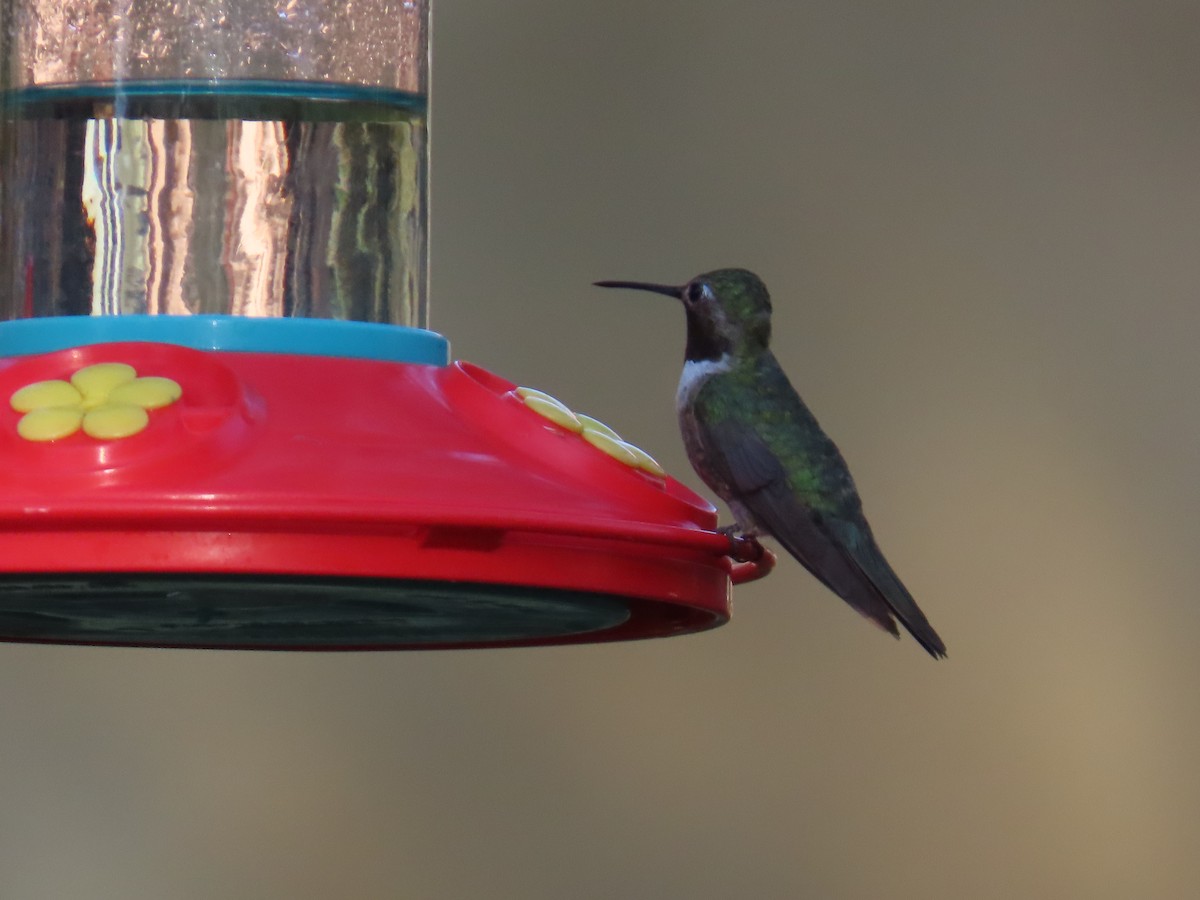 Broad-tailed Hummingbird - ML641531541