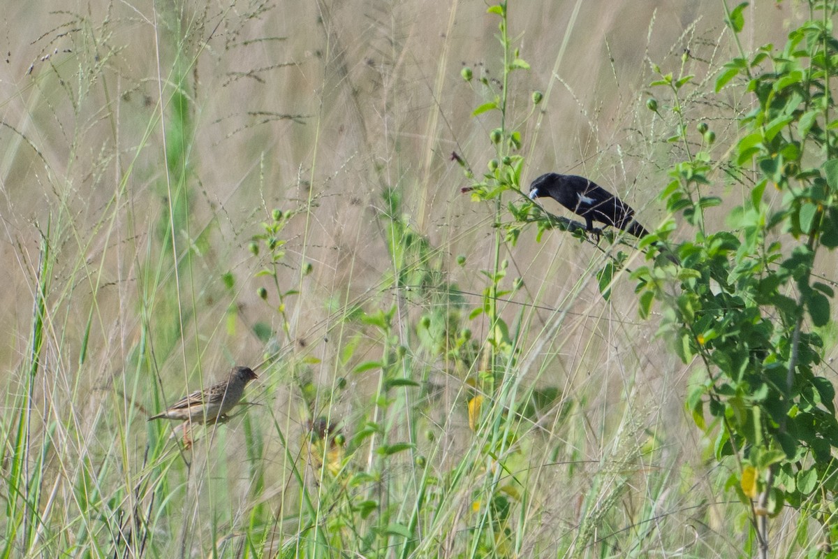 ハジロホウオウ - ML641531545