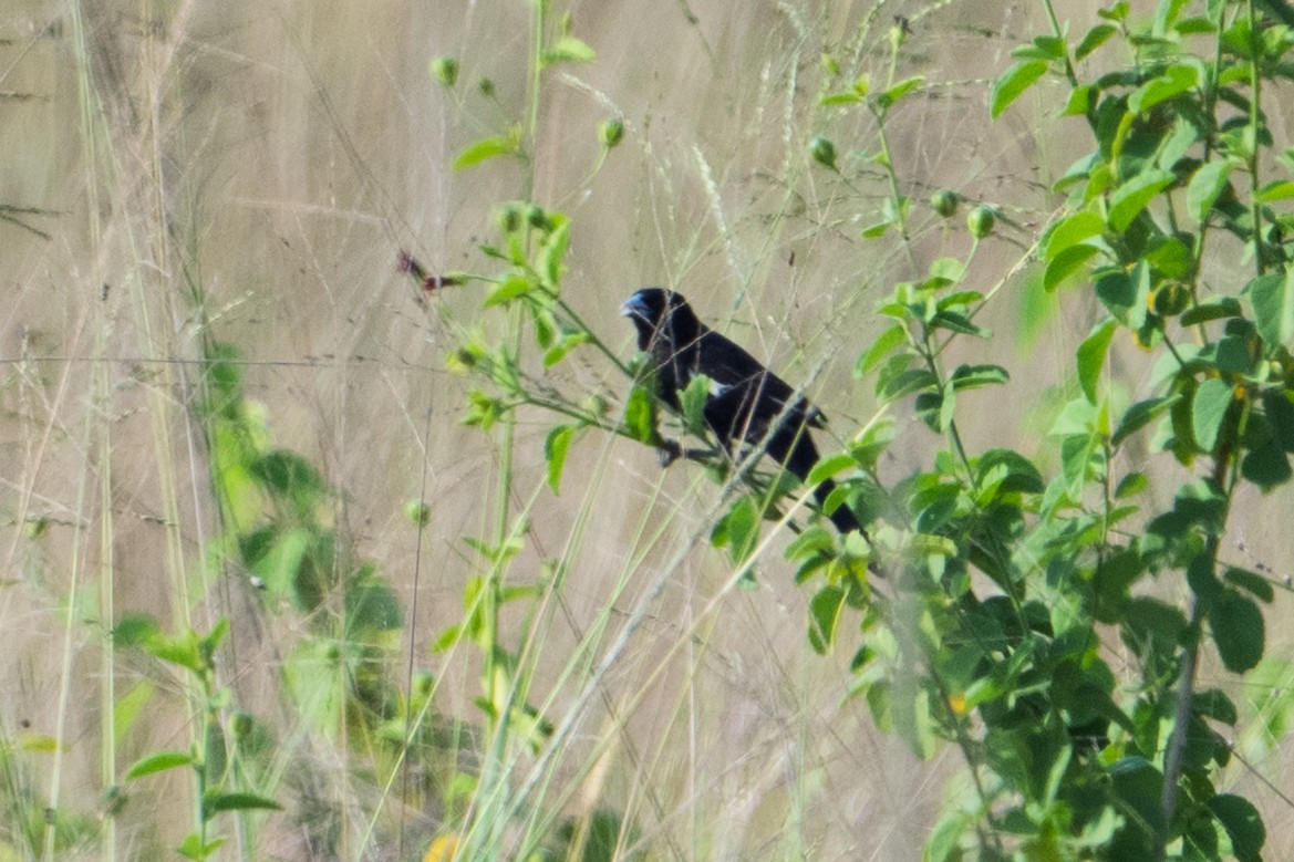 ハジロホウオウ - ML641531548