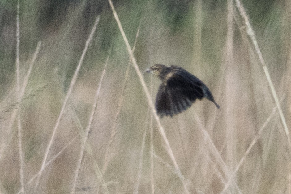 ハジロホウオウ - ML641531558