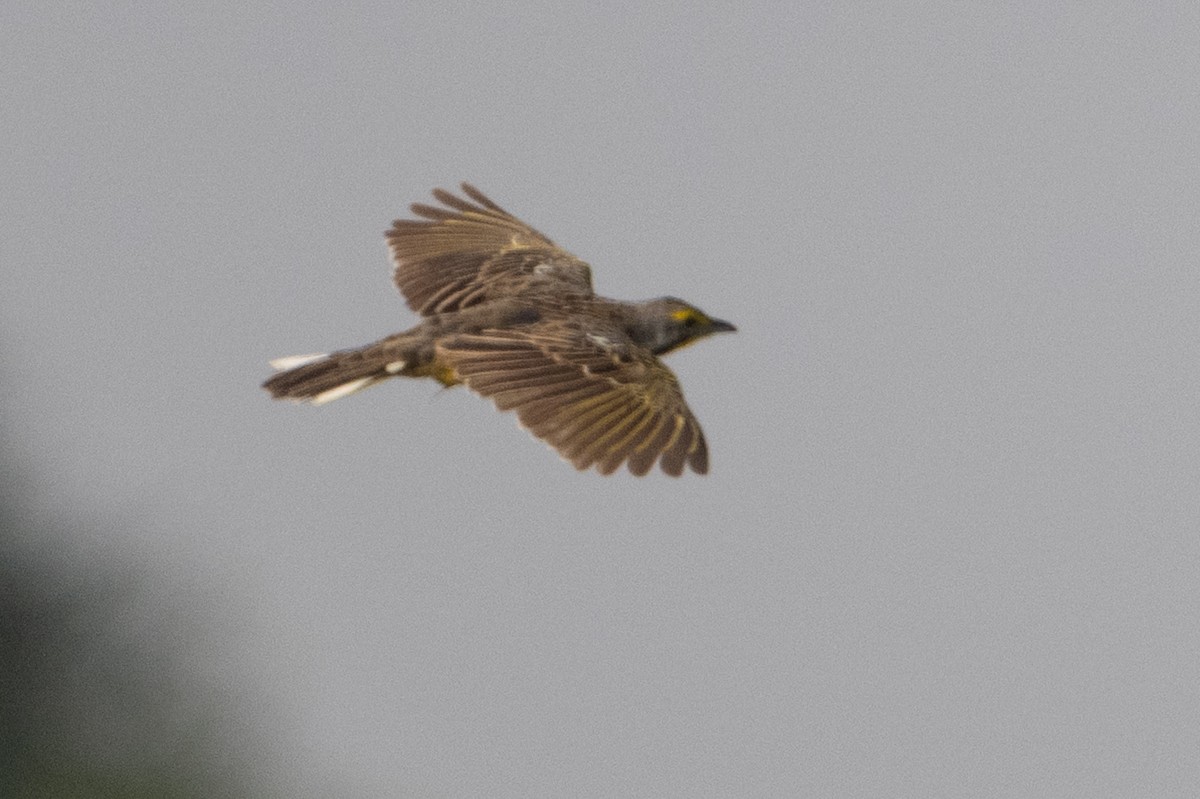 Yellow-throated Longclaw - ML641531578
