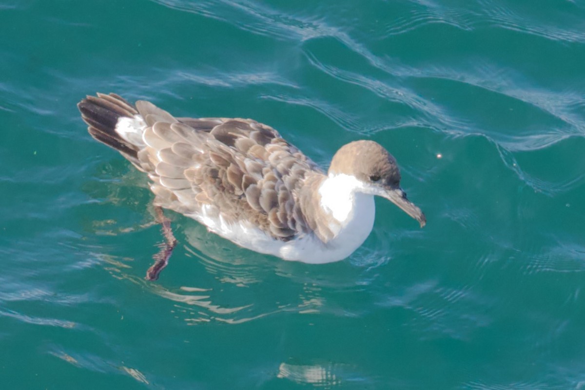 Great Shearwater - ML641531585