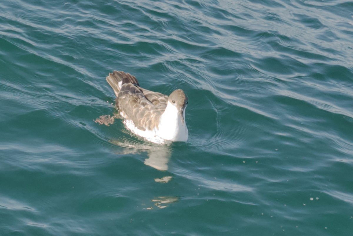Great Shearwater - ML641531586