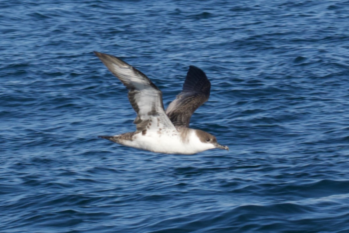 Great Shearwater - ML641531587