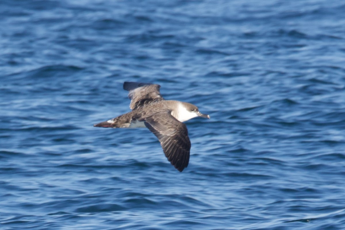 Great Shearwater - ML641531588
