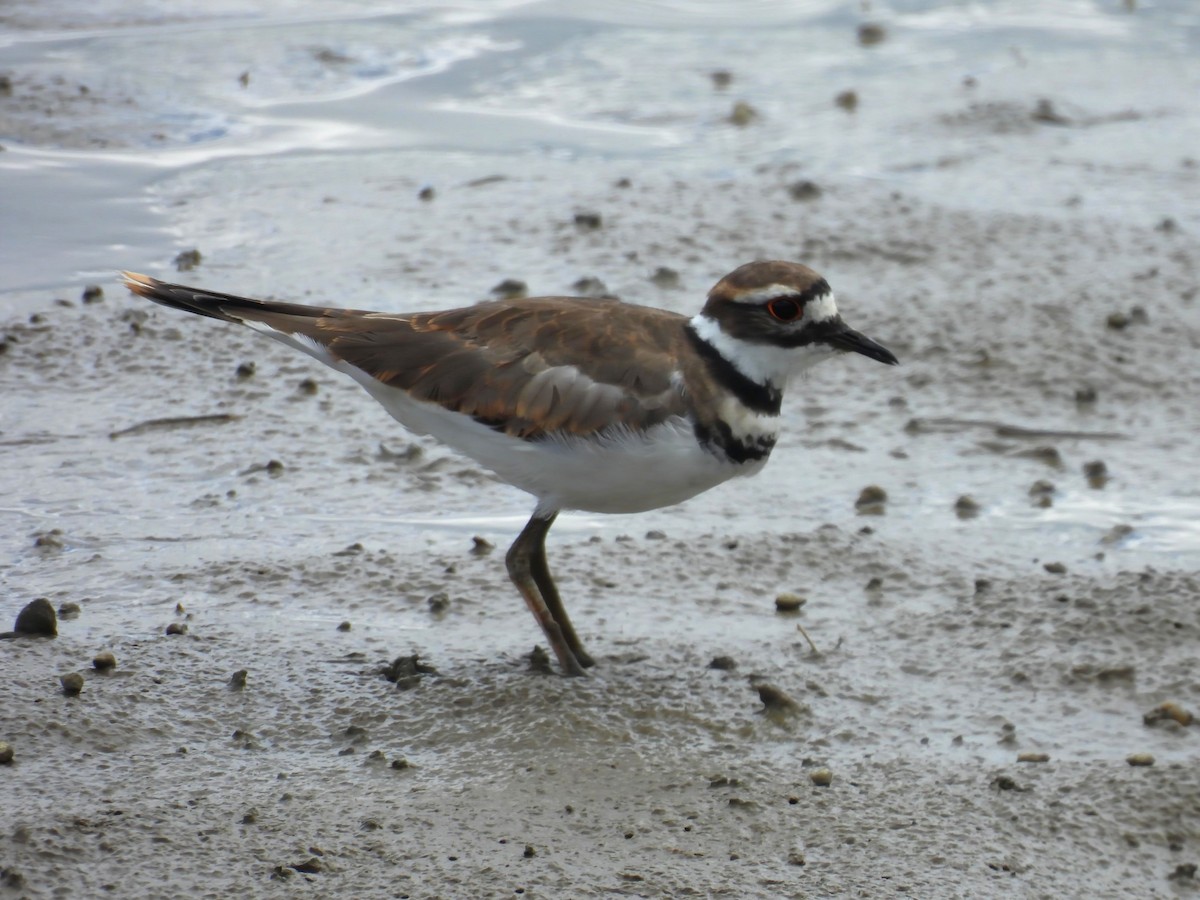 Killdeer - ML641531596