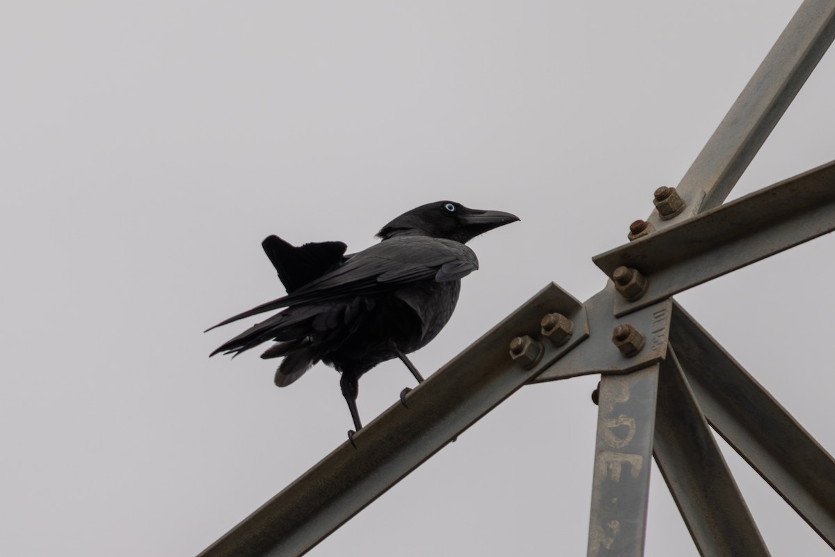 Torresian Crow - ML641531608