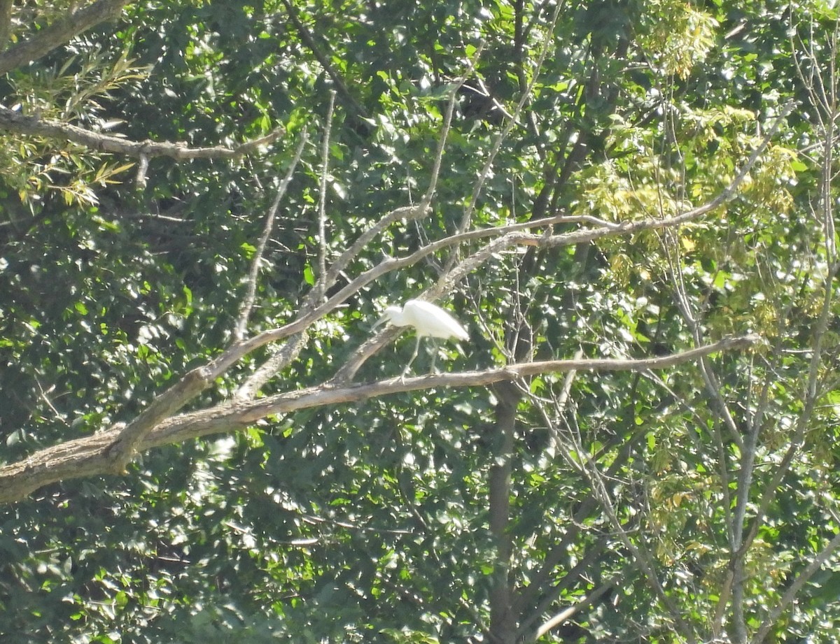 Little Blue Heron - ML641531612