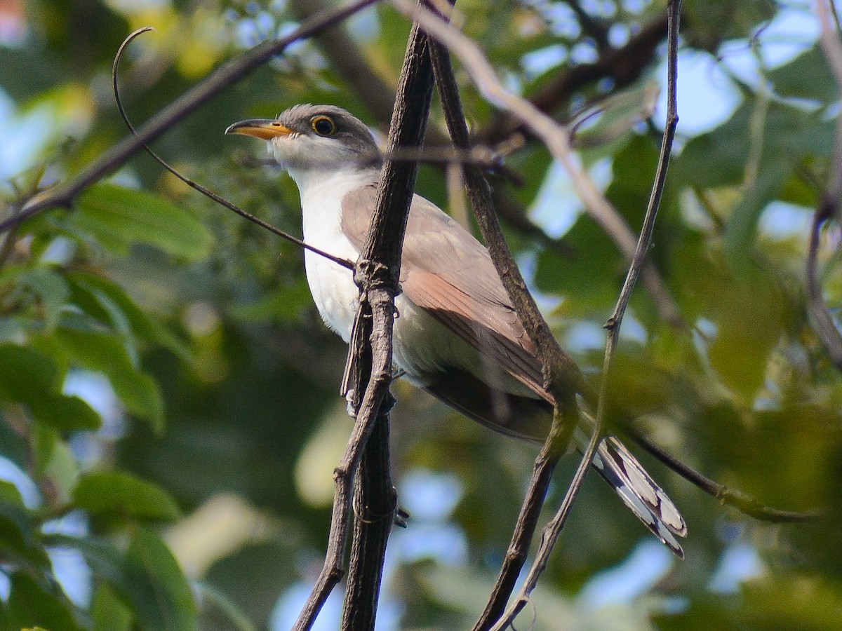 Yellow-billed Cuckoo - ML641531616