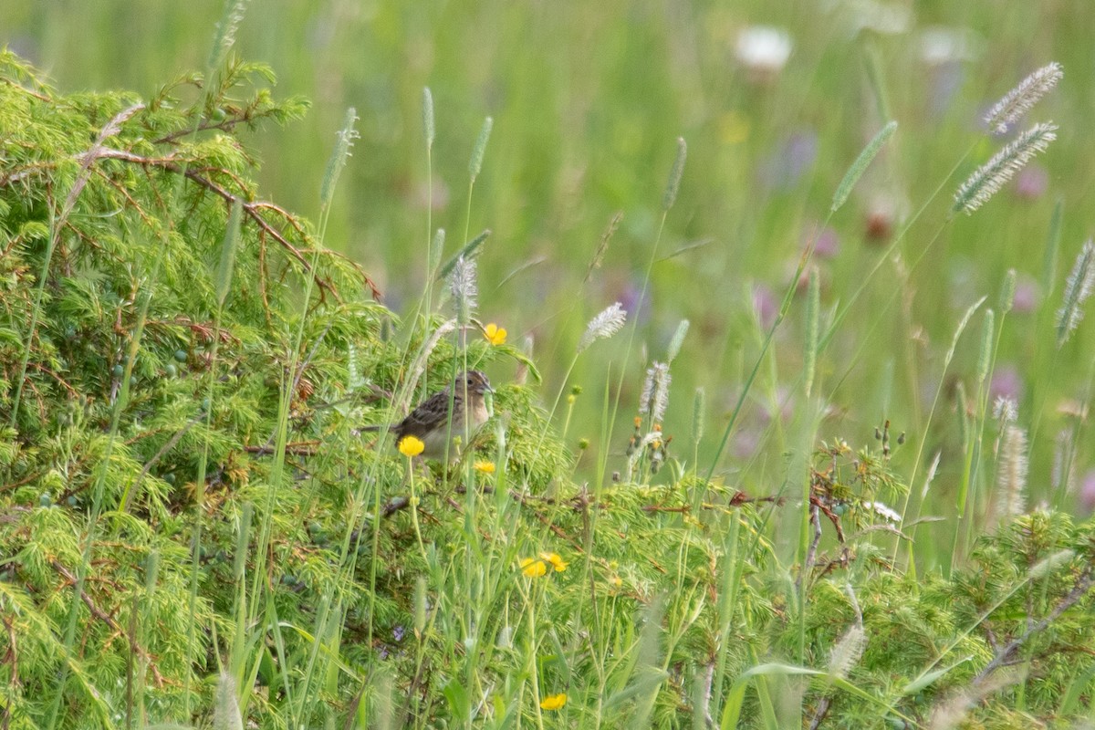 Grasshopper Sparrow - ML641531620